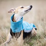 Gilet softshell aqua – Image 2