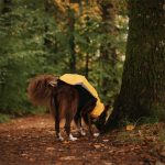 Gilet softshell & polaire jaune (avec fermetures éclair) – Image 4