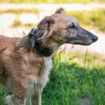 Collier en cuir pour lévriers - noir – Image 2