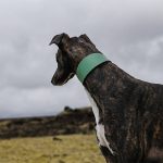 Collier en cuir pour lévriers - vert – Image 3