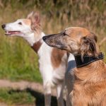 Collier en cuir pour lévriers - noir – Image 3