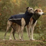 Offre combinée : gilet softshell + gilet softshell & polaire (couleur et taille au choix) -10 %