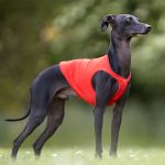 Casaques coursing – Image 2