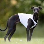 Casaques coursing – Image 3