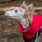 Gilet softshell rouge – Image 4