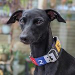 Collier martingale avec numéros de course 1 à 6 – Image 2