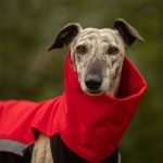 Gilet softshell rouge – Image 3