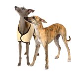 Manteau d’hiver matelassé pour lévriers beige – Image 4