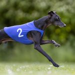 Casaques Racing - 6 pièces – Image 2