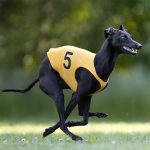 Casaques Racing - 6 pièces – Image 3