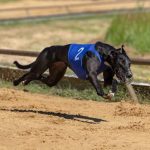 Casaques Racing - 6 pièces – Image 4