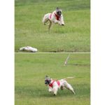 Casaques coursing – Image 4