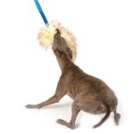 Jouet pour lévrier en peau de mouton - mélangé