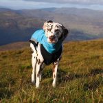 Gilet softshell aqua – Image 4