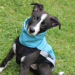 Gilet softshell aqua – Image 4