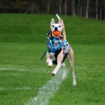 Gilet softshell & polaire géométrique (avec fermetures éclair) – Image 4