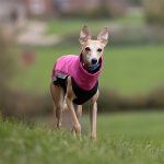 Gilet softshell & polaire rose (avec fermetures éclair) – Image 4