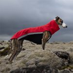 Gilet softshell rouge – Image 5