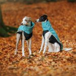 Gilet softshell aqua – Image 5