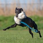 Jouet pour lévrier en fausse fourrure – court – argenté – Image 2